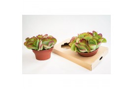Kalanchoe thyrsiflora Flapjack