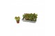 Kalanchoe thyrsiflora Flapjack 