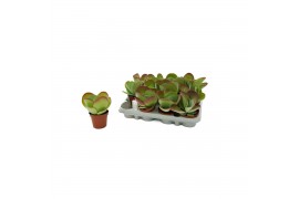 Kalanchoe thyrsiflora Flapjack