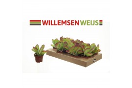 Kalanchoe thyrsiflora Flapjack