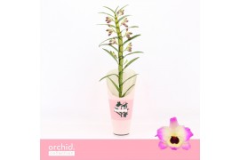 Dendrobium nobile sunny eyes 1-spike 65+ cm Orchid Collection Potcover