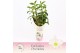 Dendrobium nob. spring dreamstarclass apollon 4 tak - Exclusiva Orchid 