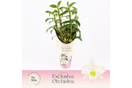 Dendrobium nob. spring dreamstarclass apollon 4 tak - Exclusiva Orchid