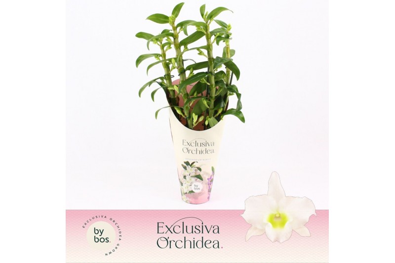 Dendrobium nob. spring dreamstarclass apollon 4 tak - Exclusiva Orchid 