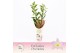 Dendrobium nobile spring dream kumiko 2-spike 65+ cm Exclusiva Orchide 