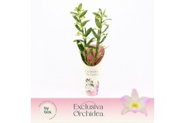Dendrobium nobile spring dream kumiko 2-spike 65+ cm Exclusiva Orchide