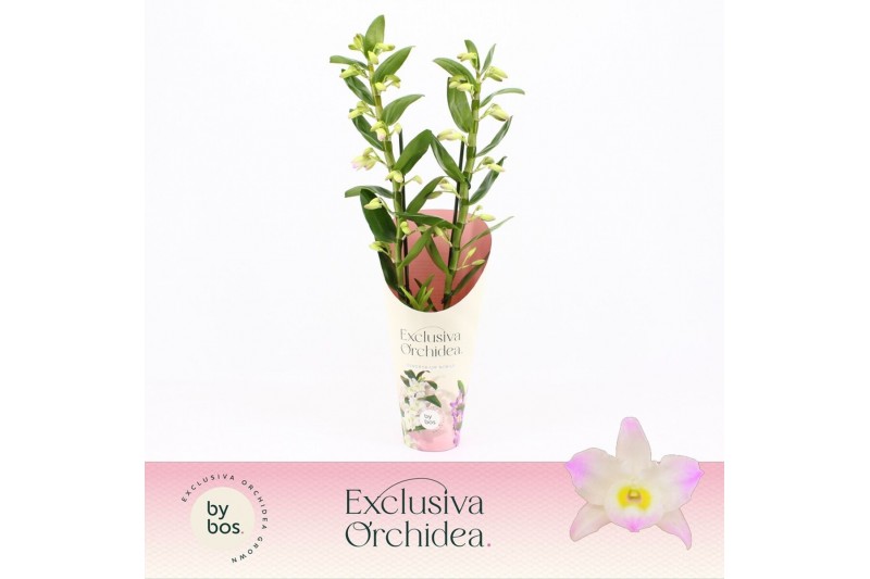 Dendrobium nobile spring dream kumiko 2-spike 65+ cm Exclusiva Orchide Dendrobium nobile spring dream kumiko 2-spike 65+ cm Exclusiva Orchide