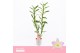Dendrobium nobile spring dream kumiko 2-spike 65+ cm Orchid Collection 