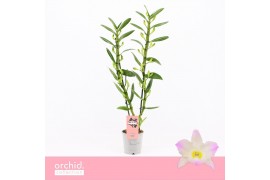 Dendrobium nobile spring dream kumiko 2-spike 65+ cm Orchid Collection