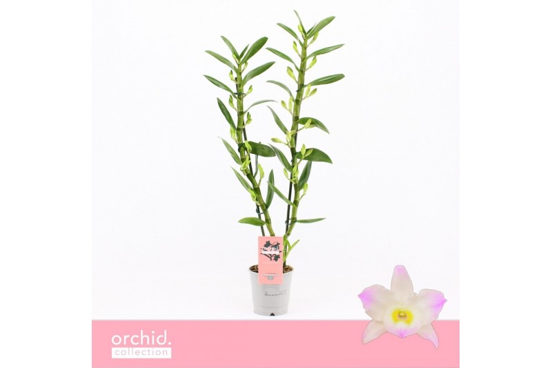 Dendrobium nobile spring dream kumiko 2-spike 65+ cm Orchid Collection Dendrobium nobile spring dream kumiko 2-spike 65+ cm Orchid Collection