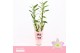 Dendrobium nobile spring dream kumiko 2-spike 65+ cm Orchid Collection 