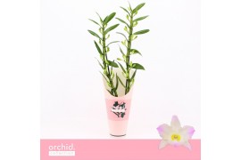 Dendrobium nobile spring dream kumiko 2-spike 65+ cm Orchid Collection