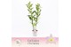 Dendrobium nobile spring dream kumiko 2-spike 65+ cm Exclusiva Orchide 