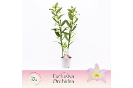 Dendrobium nobile spring dream kumiko 2-spike 65+ cm Exclusiva Orchide