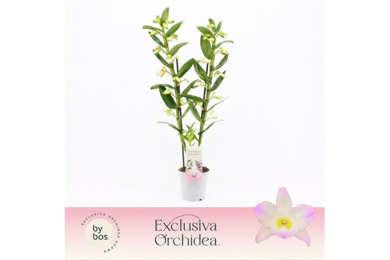 Dendrobium nobile spring dream kumiko 2-spike 65+ cm Exclusiva Orchide 