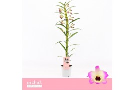 Dendrobium nobile sunny eyes 1-spike 65+ cm Orchid Collection 24 bl.