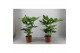 Fatsia japonica 