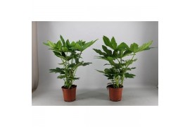 Fatsia japonica