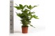 Fatsia japonica 