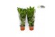 Fatsia japonica 