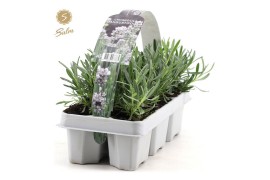 Lavandula angustifolia white 6-pack