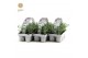 Lavandula angustifolia white 6-pack 