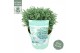 Chamaecyparis pisifera Blue Moon 