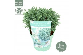 Chamaecyparis pisifera Blue Moon