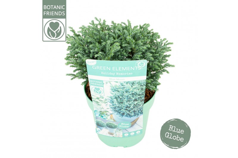 Chamaecyparis pisifera Blue Moon 
