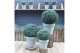 Chamaecyparis pisifera Blue Moon 