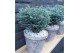 Chamaecyparis pisifera Blue Moon 