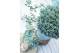 Chamaecyparis pisifera Blue Moon 