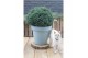 Chamaecyparis pisifera Blue Moon 