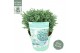 Chamaecyparis pisifera Blue Moon 