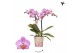 Phalaenopsis anthura karlsruhe Kolibri Orchids - 2 tak, 20+ 