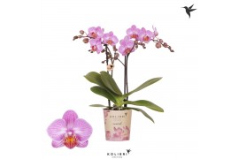 Phalaenopsis anthura karlsruhe Kolibri Orchids - 2 tak, 20+