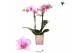 Phalaenopsis rotterdam ant. Kolibri Orchids - Rotterdam - 2 tak, 16+ 