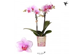 Phalaenopsis rotterdam ant. Kolibri Orchids - Rotterdam - 2 tak, 16+