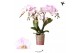 Phalaenopsis multiflora floriclone angel eyes Kolibri Orchids - Portug 