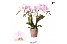 Phalaenopsis multiflora floriclone angel eyes Kolibri Orchids - Portug