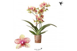 Phalaenopsis multiflora geel Kolibri Orchids - Grosetto - 2 tak, 16+