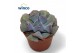 Echeveria Cubic Frost 