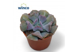 Echeveria Cubic Frost