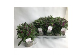 Gomphrena globosa purple dots