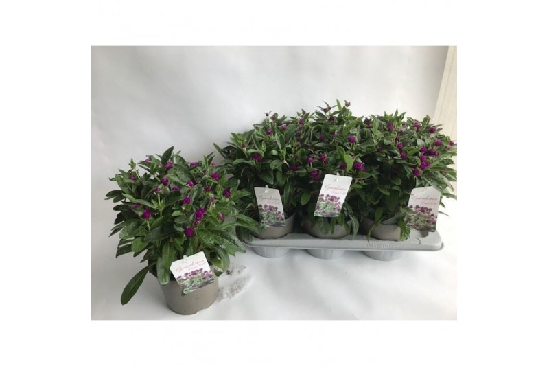 Gomphrena globosa purple dots 