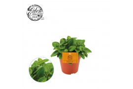 Peperomia pixie
