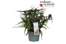 Tradescantia (Andersoniana Grp) JS Brainstorm Tradescantia JS Brainstr