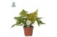 Dryopteris erythrosora Air So Pure 