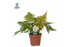 Dryopteris erythrosora Air So Pure