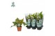 Dryopteris erythrosora Air So Pure 